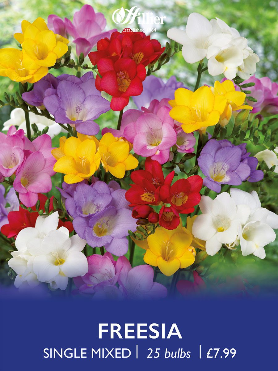 8718641997390 1 Freesia Single Mixed.jpg